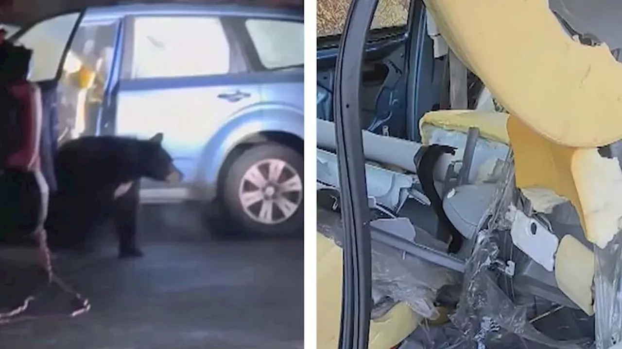 Black bear locks itself inside Alaska car and destroys interior before police free it