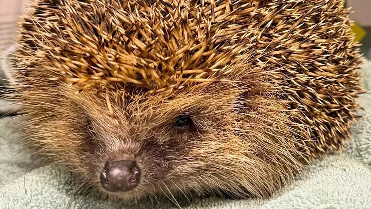 The Hedgehog Effect: How Viral Rescues are Funding UK Wildlife Care