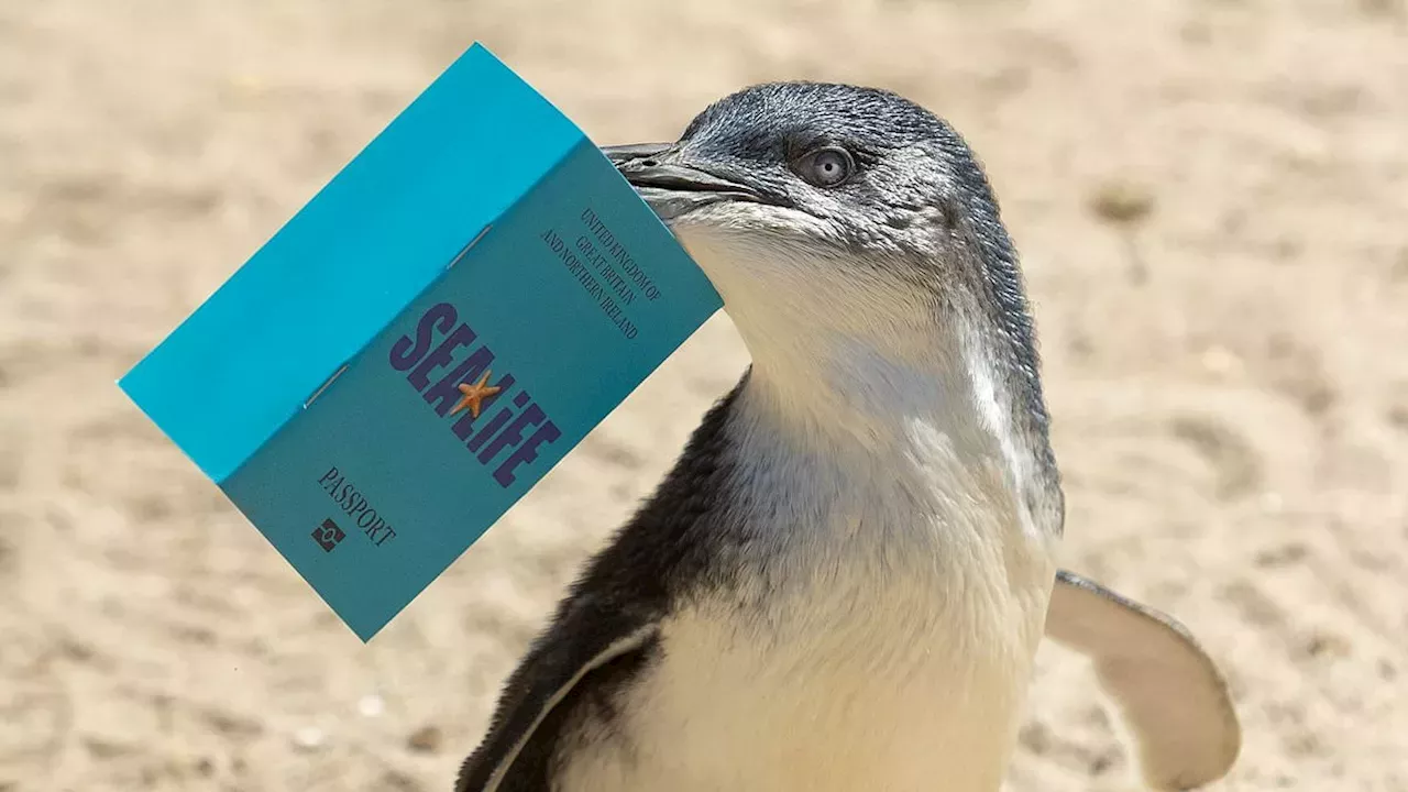 Smallest penguins fly from UK to Spain for new life